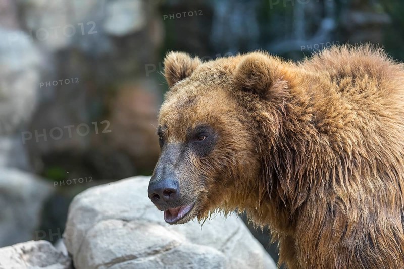 One Kamchatka brown bear (Ursus arctos piscator), sideview portrait