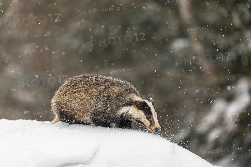 One young European badger (Meles meles) walking through deep snow during snow fall