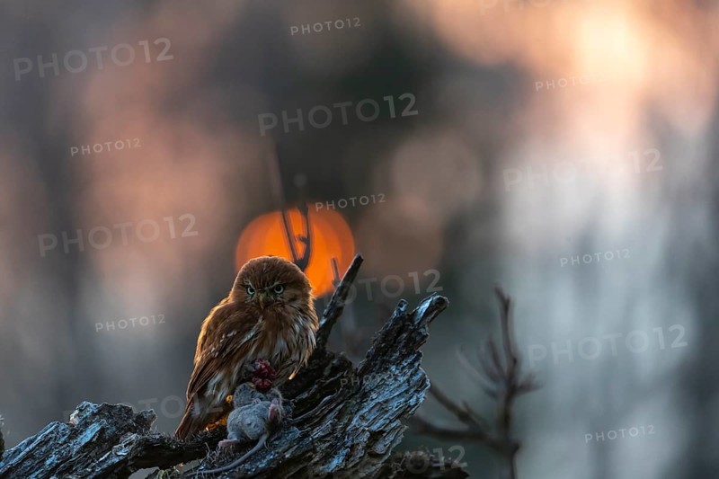 One East Brazilian pygmy owl (Glaucidium minutissimum), also known as least pygmy-owl or Sick's pygmy-owl, sitting on a small twig of a tree, feeding on a mouse. Back light condition in last evening light during sunset