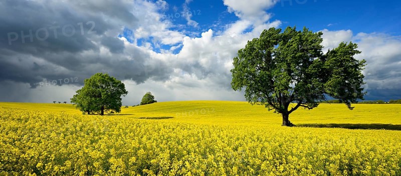 Solitary oaks in a flowering rape field, approaching thunderstorm, Saxony-Anhalt, Germany, Europe