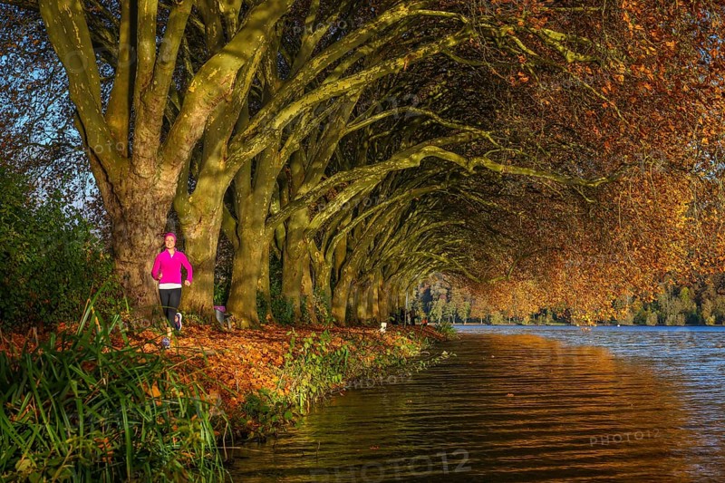 Essen, North Rhine-Westphalia, Germany - Young woman jogging on the lakeshore under trees with autumn leaves. Golden autumn at the Lake Baldeney. Note: verbal consent for press publication from the jogging woman in pink