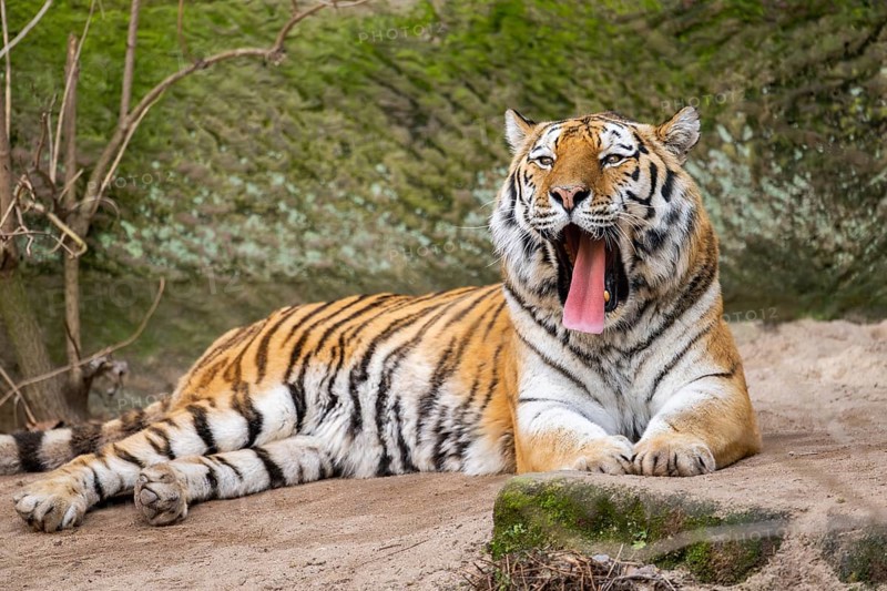 Siberian tiger (Panthera tigris tigris) lying in a forest, captive, incidence in Russia and Northeast China