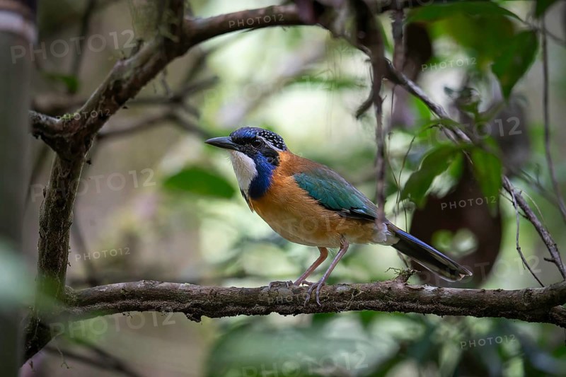 Pitta like ground roller in the rainforests of Mantadia National Park in eastern Madagascar