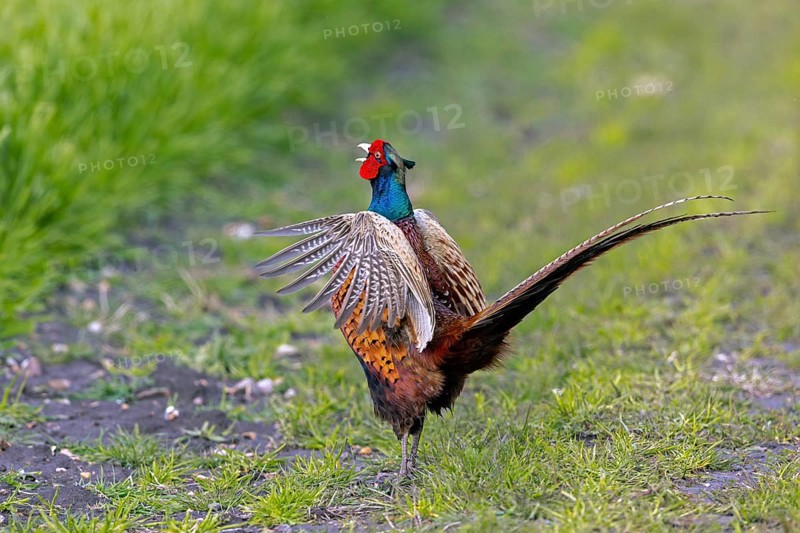 Common pheasant (Phasianus colchicus) male, cock displaying by flapping wings and calling in field during the breeding season in spring