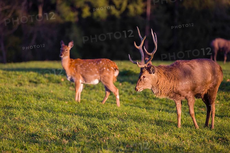 One male and one female Dybowsky deer (Cervus nippon hortulorum) stand on a green meadow. First morning light