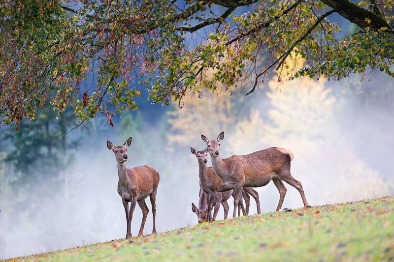 Five red deer hinds (Cervus elaphus) stand in a meadow, A forest with autumn leaves can be seen in the background. Wisps of mist drift over the forest