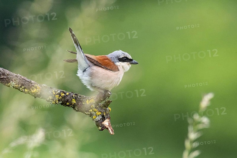 Red-backed shrike (Lanius collurio) ml Germany