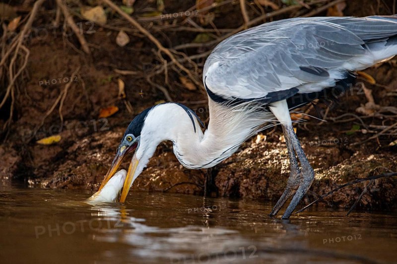 Cocoi Heron (Ardea cocoi) Pantanal Brazil