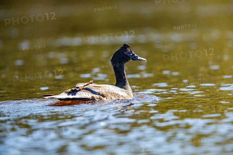 Muscovy duck (Cairina moschata) Pantanal Brazil
