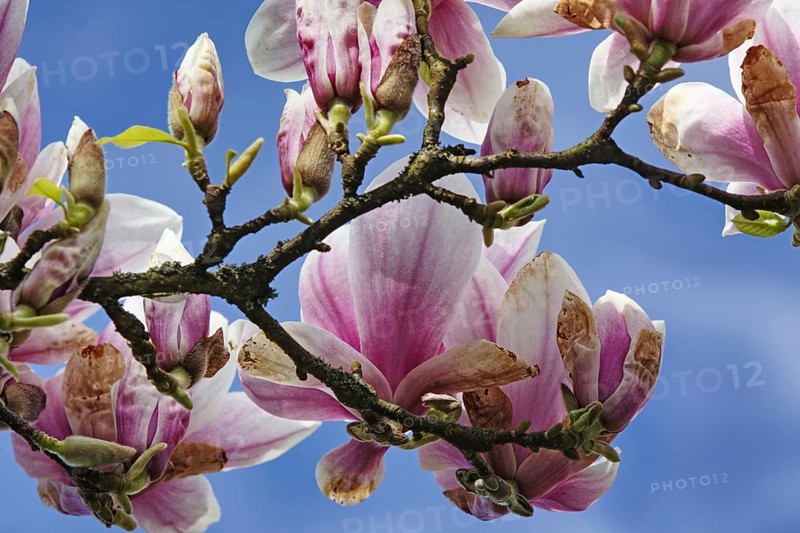 Magnolia branch with several pink flowers against the blue sky, Siegen, North Rhine-Westphalia, Germany, Europe