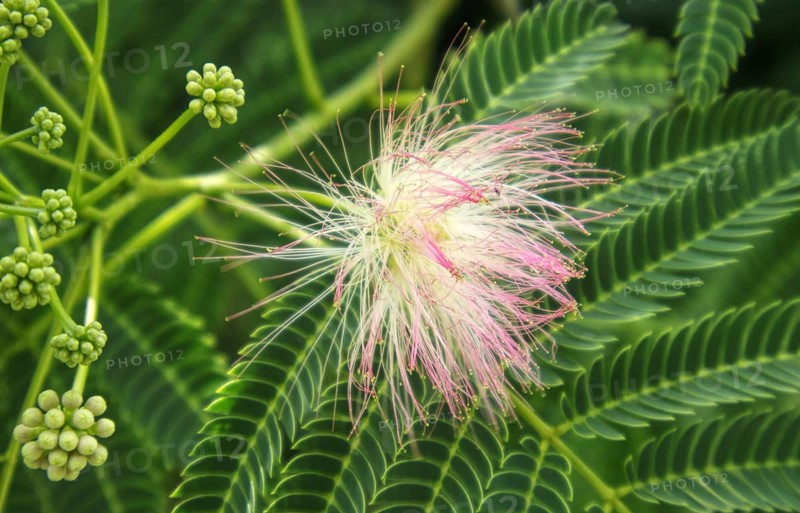 Close-up of the blossom of the silk tree (Albizia julibrissin) with filigree leaves, Nettetal, North Rhine-Westphalia, Germany, Europe