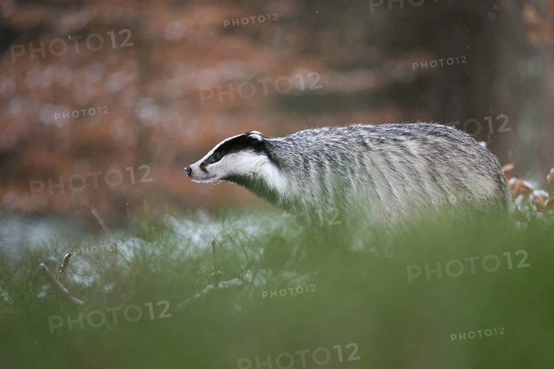 Badger in the snow, Wittlich, Rhineland-Palatinate, Germany, Europe