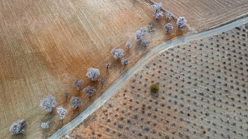 Aerial view, blossoming almond trees, plantation, Andalusia, Spain, Europe