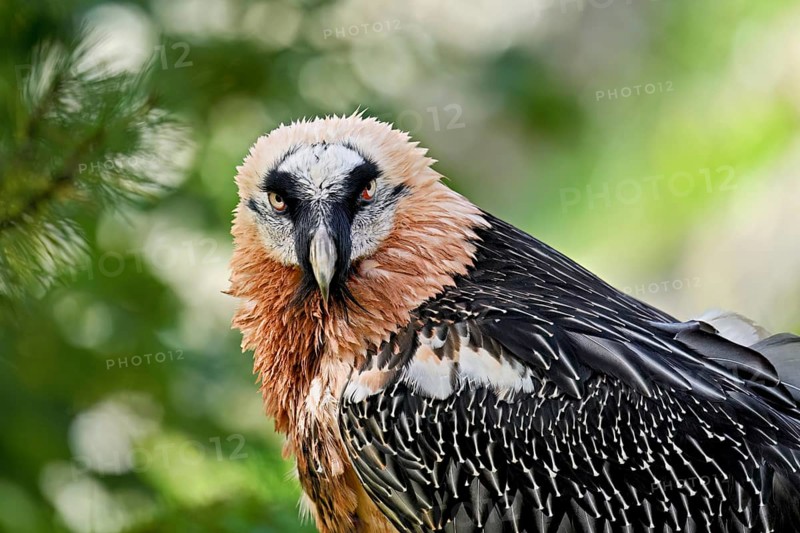 Bearded vulture or lammergeier (Gypaetus barbatus), portrait, captive, Canton Schwyz, Switzerland, Europe