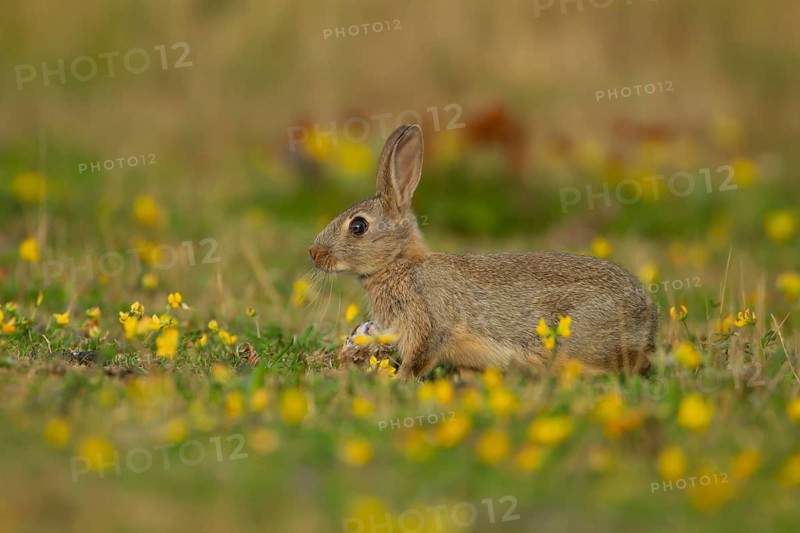 Rabbit (Oryctolagus cuniculus) wild adult animal in grassland with yellow summer flowers, England, United Kingdom, Europe