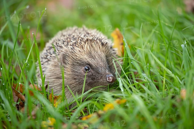 European hedgehog (Erinaceus europaeus) adult animal amongst fallen autumn leaves on a garden lawn, England, United Kingdom, Europe