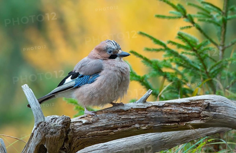Eurasian jay (Garrulus glandarius), sitting on a branch, Terfens, Tyrol, Austria, Europe