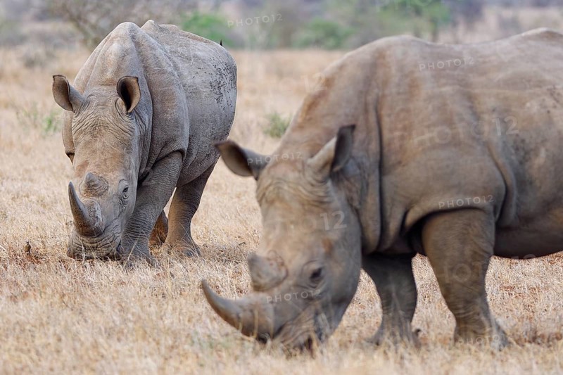 Southern white rhinoceros (Ceratotherium simum simum) with birds, two adult males feeding on dry grass, one facing the camera, savanna, Kruger National Park, South Africa, Africa