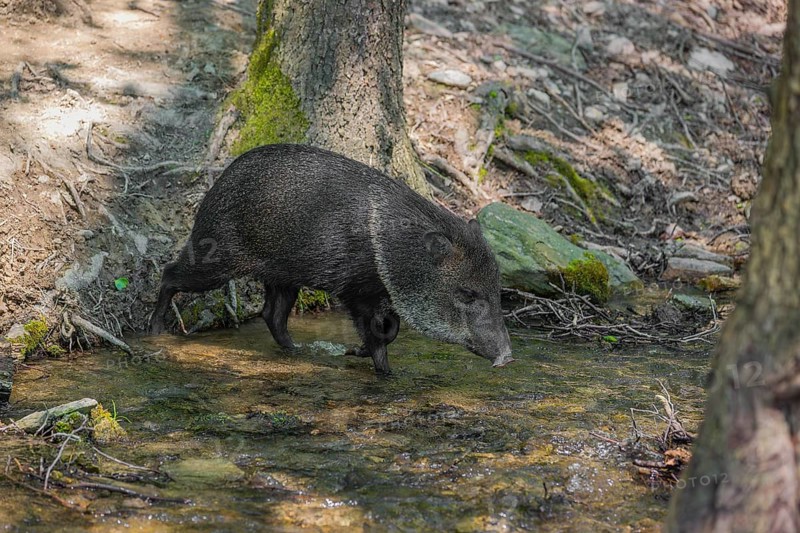 A collared peccary (Dicotyles tajacu) crosses a small creek in a forest