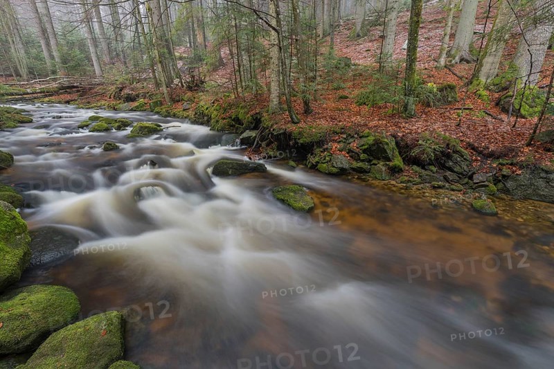 Kleine Ohe creek below Waldhaeuser village in the Bavarian Forest Nationalpark. Flowing water and fallen trees