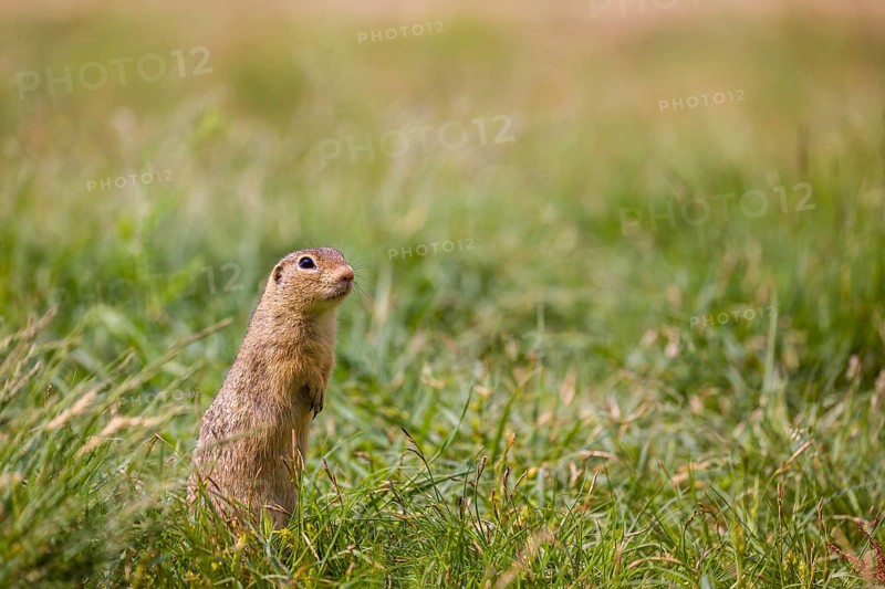 A European ground squirrel (Spermophilus citellus) or European souslik stands erected in green grass