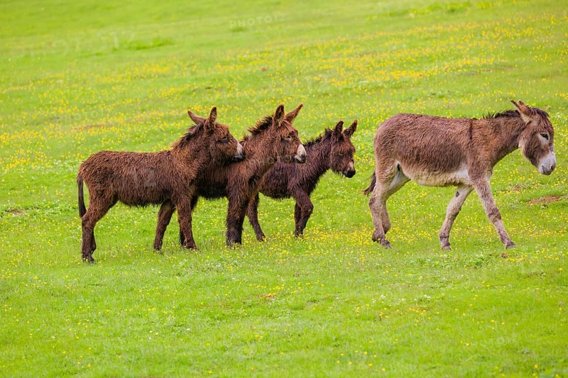 Three mixed breed donkey foals walk side by side to a bad tempered adult female donkey in a paddock