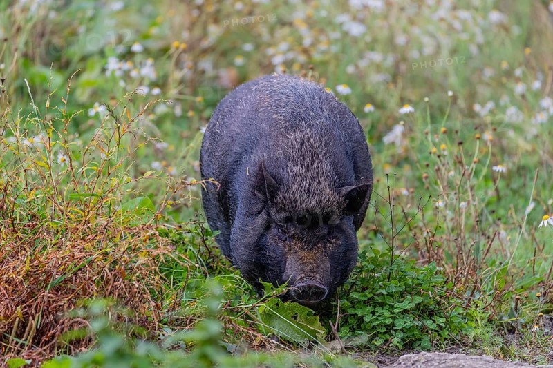 One Minipig, Sus scrofa domesticus, standing in a flowering meadow