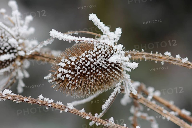 Wild teasel (Dipsacus fullonum), dried inflorescences with hoarfrost, North Rhine-Westphalia, Germany, Europe