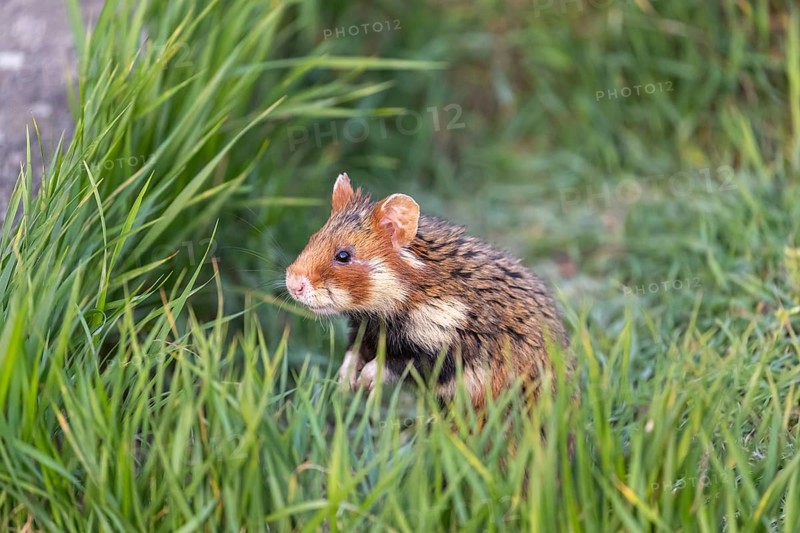 One European hamster (Cricetus cricetus), Eurasian hamster, black-bellied hamster or common hamster, standing tall in high grass, watching his surrounding for enemies and other hamsters