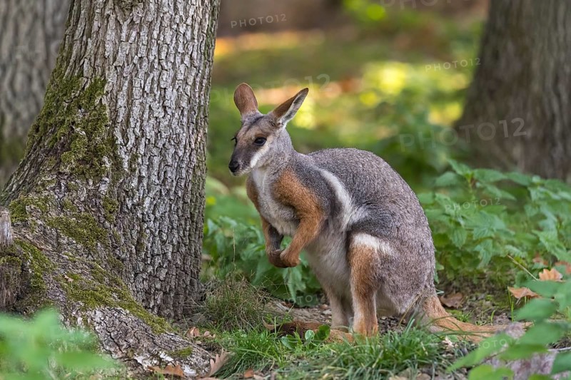 One yellow-footed rock-wallaby (Petrogale xanthopus), or ring-tailed wallaby sitting on grass between rocks and trees. Near threatened (IUCN)