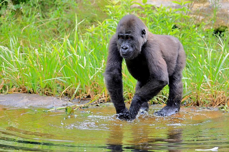 Western gorilla (Gorilla gorilla), young animal, at the water, splashing, playing, discovering