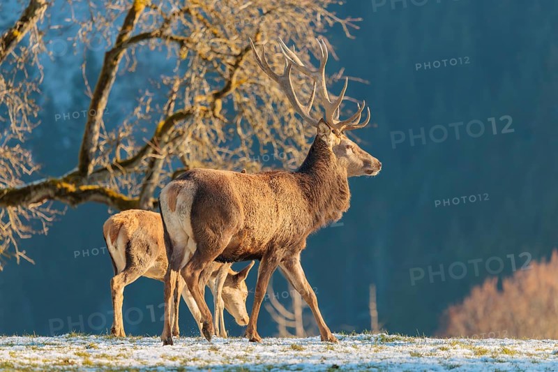 A red deer stag (Cervus elaphus) and two hinds stand in the first light of day on a meadow covered in hoar frost. A forest and a Pear Tree can be seen in the background