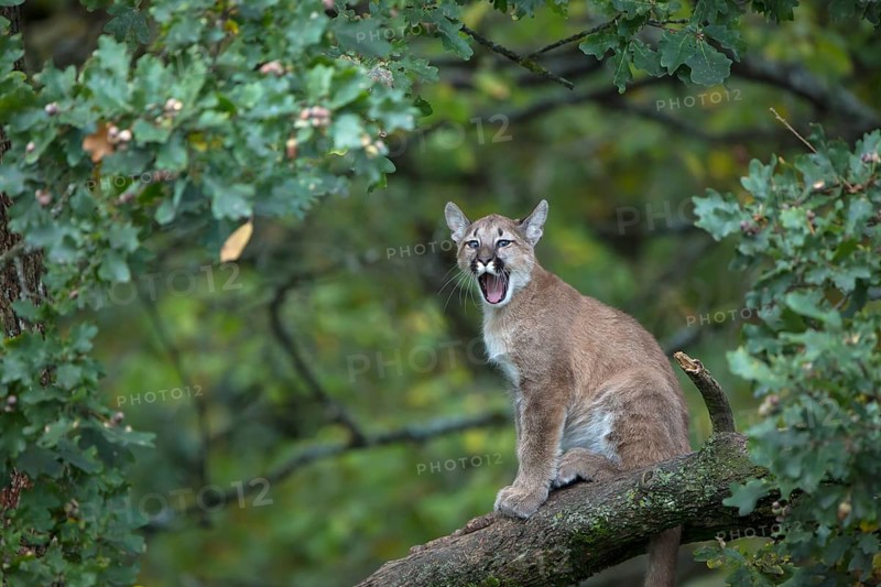 One young cougar, Puma concolor, sitting on a big branch high up in an oak tree. Yawning