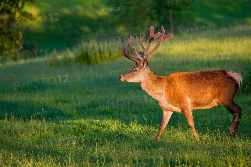 An Altai maral stag, Altai wapiti or Altai elk (Cervus canadensis sibiricus) stands in a meadow in the first light of the day