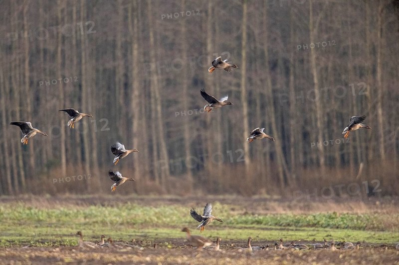 Bean geese (Anser fabalis), flying, Emsland, Lower Saxony, Germany, Europe