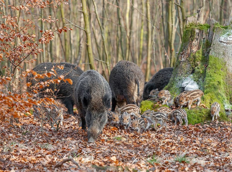 Wild boar, wild boar (Sus scrofa), bucks with young boars foraging in the forest, Germany, Europe