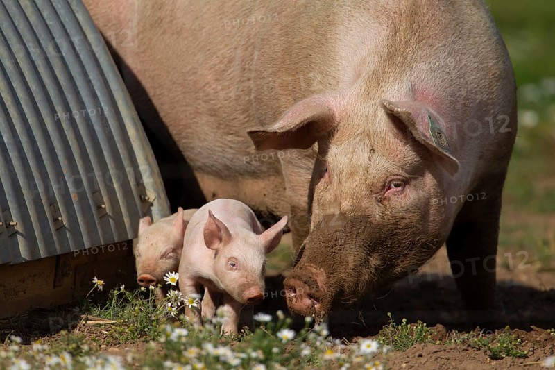 Domestic pig (Sus scrofa domesticus) adult mother and juvenile baby piglet farm animals in a field outside of a pigsty, England, United Kingdom, Europe