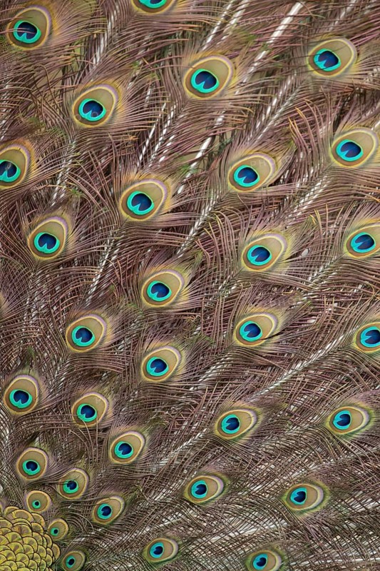 Indian peafowl or Peacock (Pavo cristatus) adult male bird displaying close up of its tail feathers, England, United Kingdom, Europe