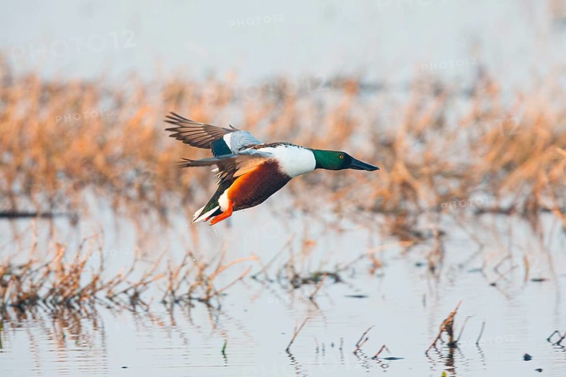 Northern Shoveler (Anas clypeata), male duck in flight, about to land on lake, island of Texel, Holland
