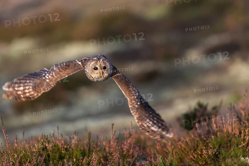 One tawny owl or brown owl (Strix aluco) flying over heather near a forest. Forest in the background
