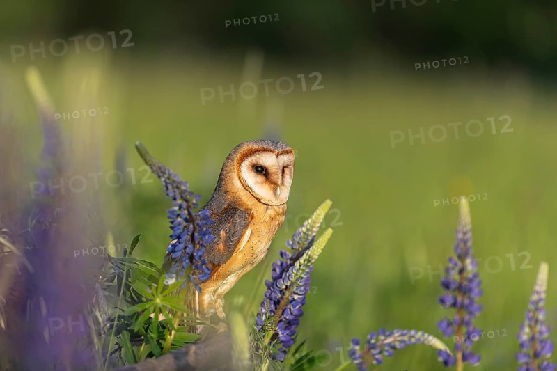 One barn owl (Tyto alba) sitting on a branch lying in a field of flowering lupines in late evening light