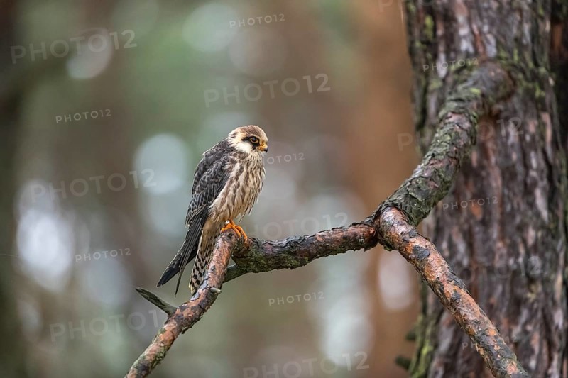 One female red-footed falcon (Falco vespertinus) sitting on a branch of a tree in a forest. Green vegetation in the background