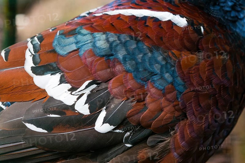 Hume's pheasant (Syrmaticus humiae), also known as bar-tailed pheasant, a detailed study of a adult male bird's plumage, native to north Burma and the Naga Hills in northeastern India, captive, Germany, Europe