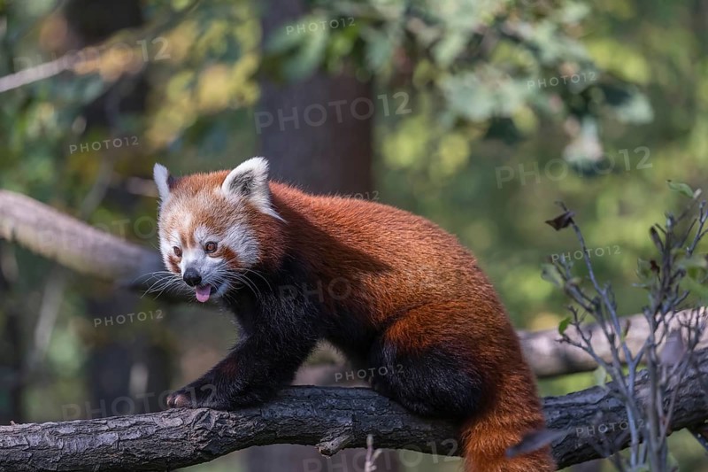 One red panda, Ailurus fulgens, walking on a branch high in a tree on a sunny day