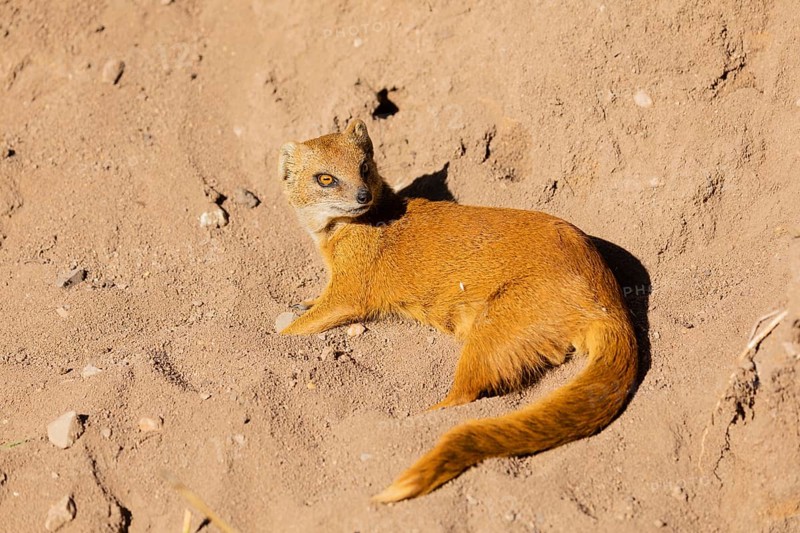 One yellow mongoose, Cynictis penicillata, or red meerkat resting on sand, eyes open