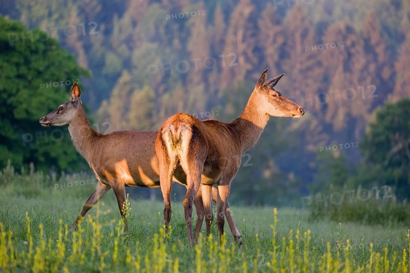 Two Altai maral hinds, Altai wapiti or Altai elk (Cervus canadensis sibiricus) stand in a meadow in the very first light of the day