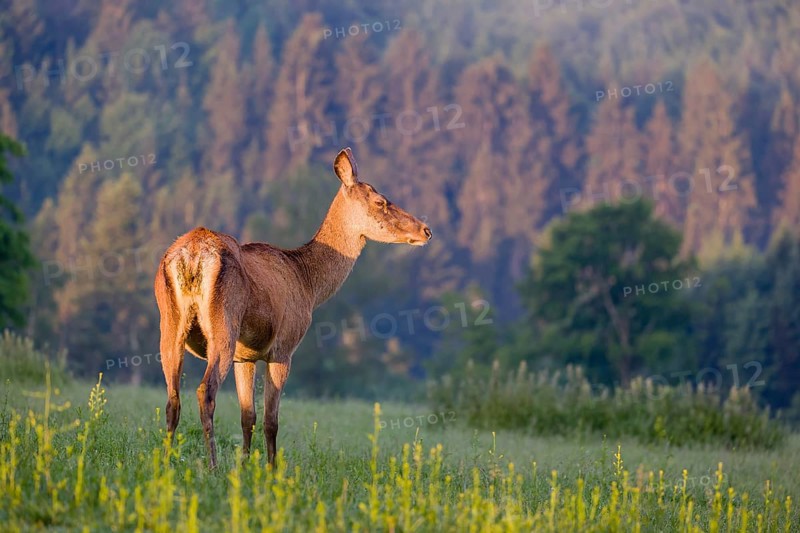 An Altai maral hind, Altai wapiti or Altai elk (Cervus canadensis sibiricus) stands in a meadow in the very first light of the day