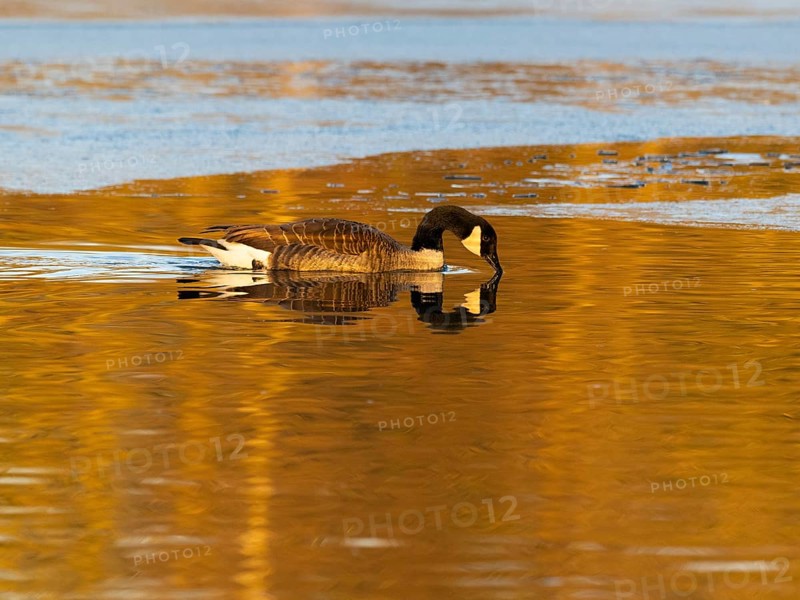 Canada goose (Branta canadensis), adult bird, swimming across a partially frozen lake with its reflection in the water, in late evening winterly light, Hesse, Germany, Europe