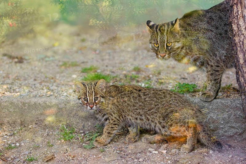 A 3 month old Amur Leopard Cat, Prionailurus bengalensis euptilurus with its mother walk across dry soil