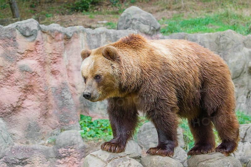 A Kamchatka brown bear (Ursus arctos piscator) runs across rocky terrain